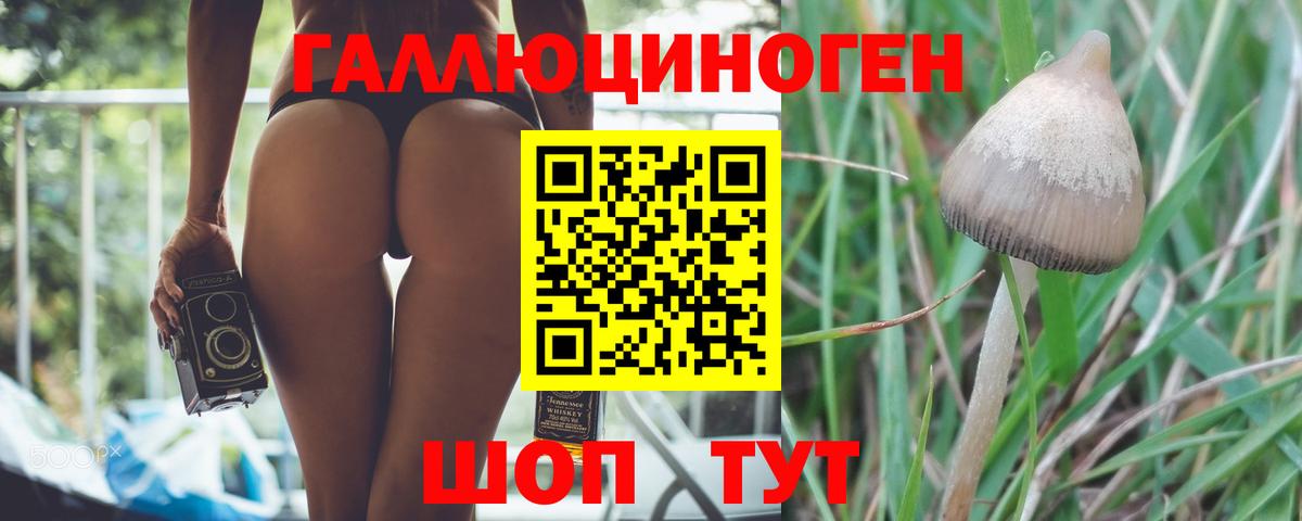 Избербаш  Псилоцибиновые грибы Cubensis  Вход с VPN 